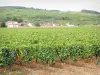 コート-ド-ボーヌのブドウ畑 - ポマールの家とブドウ畑