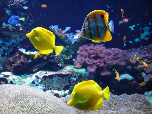 サンマロ大水族館 - 観光、ヴァカンス、週末のガイドのイル・エ・ヴィレーヌ県