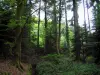 シャブリエールの森 - 国有林の木
