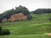 ジュラの風景 - シャトー - シャロンの村はその岩の露頭に腰掛け、ジュラのブドウ畑のブドウ畑を見下ろす