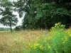 ジュラの風景 - 野生の花、背の高い草、木