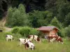 ジュラの風景 - 牧草地、小屋、道および木の牛の群れ