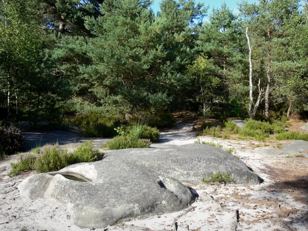 のセーヌ・エ・マルヌ県ガイド - セーヌエマルヌの風景 - フォンテーヌブローの森：岩、植生、木々