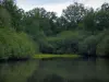 ソローニュ - 池の端の木