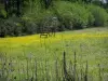 ソローニュ - 野生の花が点在する草原