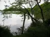 ソローニュ - 池の端にある樹木と植生