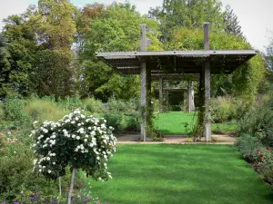 ソースの花の公園 - ミラーローズガーデン：ローズブッシュ、ペルゴラ、芝生、木々