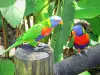 デシャエス植物園