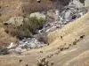 ドフィネの風景 - Oisans  - サレンヌ峠の牧歌的な道：小さな小川の端にある牧草地で羊の群れ