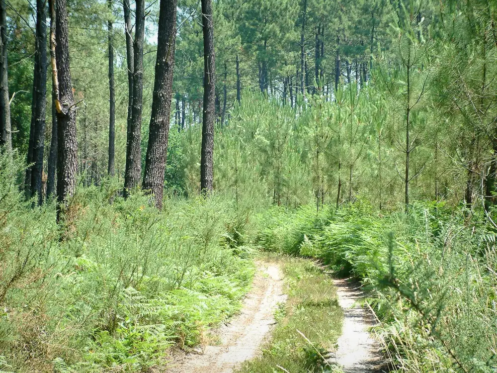 のヌーヴェル・アキテーヌ地域圏ガイド - Landes de Gascogneの地域自然公園 - 松林を渡るパス
