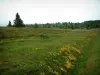 ファイヤーフィールド - 背景に野の花と木が点在する草原