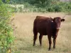 ブレンヌ地方自然公園 - 牧草地で牛します。