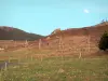 モンダルデシュ地域自然公園 - メゼンクの山塊：小さな山道の端の花の牧草地