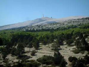 モンヴァントゥー - 木、植生、サミットとモンヴァントゥー（石灰岩の山）