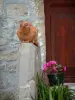 ルセラム - 低い壁、植木鉢の横に座っている猫