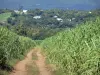 レユニオンの風景 - 島の北東にサトウキビ畑が並ぶ道路