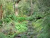 レユニオンの風景 - Cirque de Cilaos  - レユニオン国立公園：Taïbit峠への道