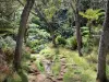 レユニオンの風景 - レユニオン国立公園：Bélouveの森でのハイキング