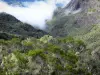 レユニオン国立公園 - Cilaosの自然な巻物の植生