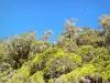 レユニオン国立公園 - オードリルの植生