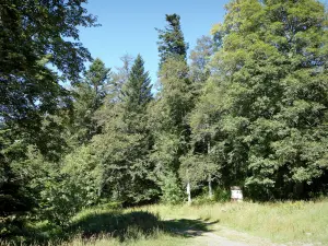 レンテの森 - Vercors地域自然公園：Vercors山塊の木々に囲まれた道