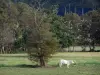ヴァルドサイレ - 牧草地や木々に牛をかける。コテンティン半島