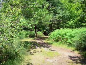 ヴェゼールの峡谷 - 木々と緑の植生が並ぶ道