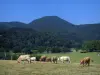 上加龙省的风景 - 奶牛在牧场，树木和丘陵的Comminges