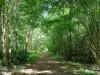 区域自然公园Oise-Pays de France - 穿过森林的路径