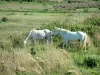 卡马格地区自然公园 - 有白马吃草Camargue的芦苇的草甸