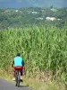 团圆的风景 - 骑自行车沿甘蔗领域