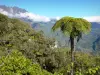 团圆的风景 - 留尼旺国家公园：从Belouve belvedere观看Salazie的绿色圆环