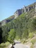 图卢伦斯峡谷 - 峡谷路上排列着树木和岩石的面孔