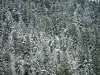 图里尼森林 - 被雪覆盖的冷杉木