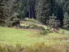 地域自然公園Livradois-Forez - 牧草地、低木およびモミの木