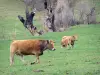 塞尔丹亚 - 奶牛在树木环绕的牧场;在加泰罗尼亚比利牛斯​​山脉的自然公园