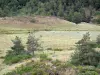 塞文山脉国家公园 - 牧场（牧场）和树木;在Aigoual地块