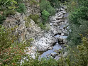 塞文山脉国家公园 - Tapoul峡谷：Trépalous河两旁种植了植被