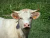 夏朗德的风景 - 牛在草地上