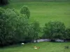奥伊尔山谷 - 母牛在草地，河流和树木在水边，在比利牛斯山脉