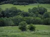 奥伊尔山谷 - 草原和树木在比利牛斯山脉
