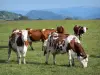 奥弗涅火山区域自然公园 - 奶牛在草地上（牧场）