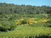 普罗旺斯的风景 - 葡萄藤，植被和树木