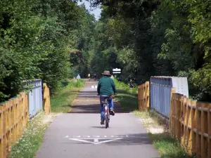 林荫道 - 骑自行车者（骑自行车）在绿道（旧铁路），树木的自行车道上