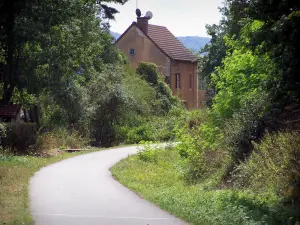林荫道 - 骑自行车绿色方式（老铁路），树和房子的道路