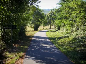 林荫道 - 绿色车道（老铁路）的自行车道路标示用树