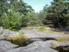 枫丹白露森林 - 岩石和森林树木