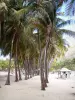 桑特人 - Pompierre海滩的可可椰子和碳水化合物
