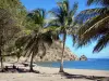 桑特人 - Anse du Figuier海滩，在Terre-de-Haut岛上，及其椰子树