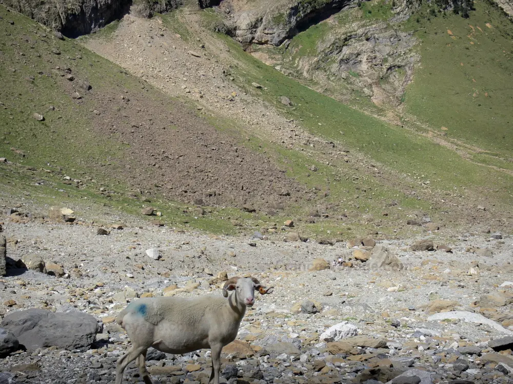 比利牛斯国家公园 - 在Gavarnie马戏团的绵羊
